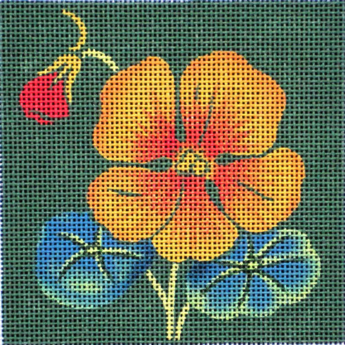 M-1493 Nasturtium © Paris Bottman